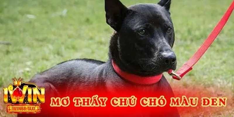 Mơ thấy chú chó màu đen