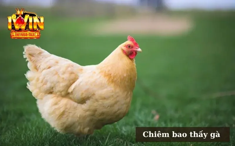 Chiêm bao thấy gà thì nên chọn số để đánh