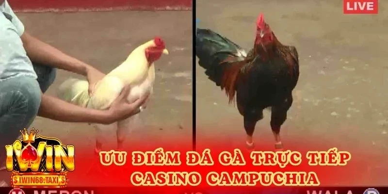 Ưu điểm vượt bậc của hình thức đá gà trực tiếp casino campuchia